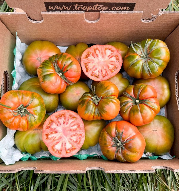Acheter des tomates Raf en ligne chez Tropitop