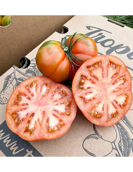 Acheter des tomates Raf en ligne chez Tropitop