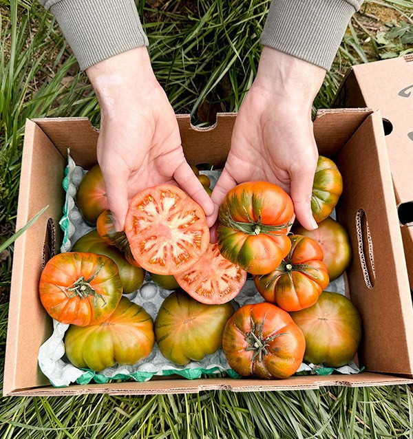 Acheter des tomates Raf en ligne chez Tropitop