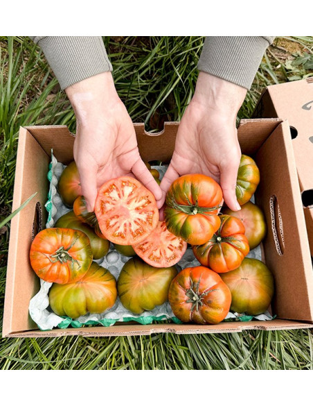 Acheter des tomates Raf en ligne chez Tropitop