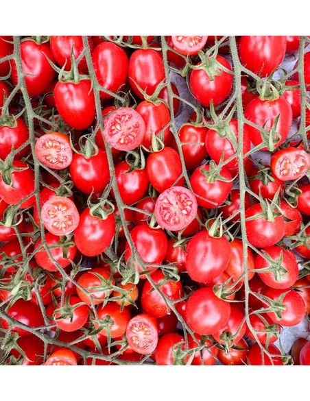 Online Kirschtomaten an der Traube kaufen