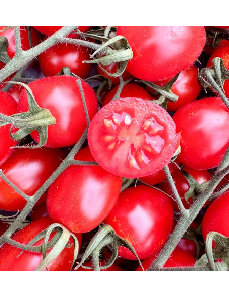 Online Kirschtomaten an der Traube kaufen