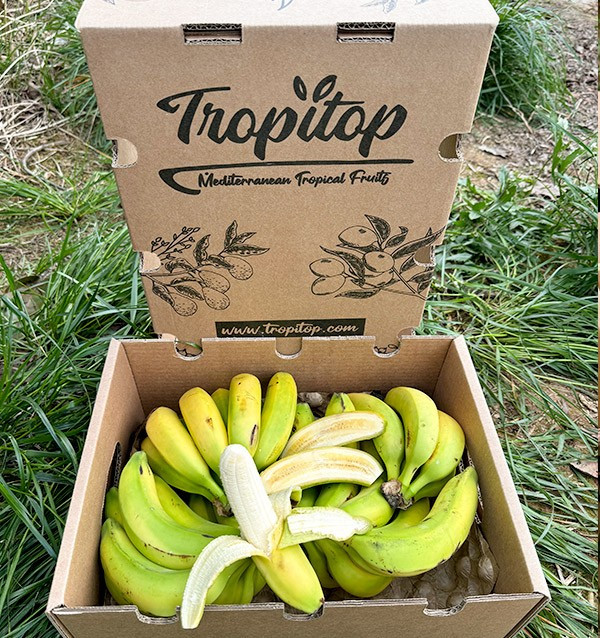 Acheter des Bananes des Canaries en ligne sur Tropitop