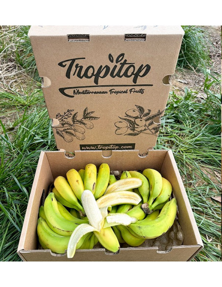 Acheter des Bananes des Canaries en ligne sur Tropitop