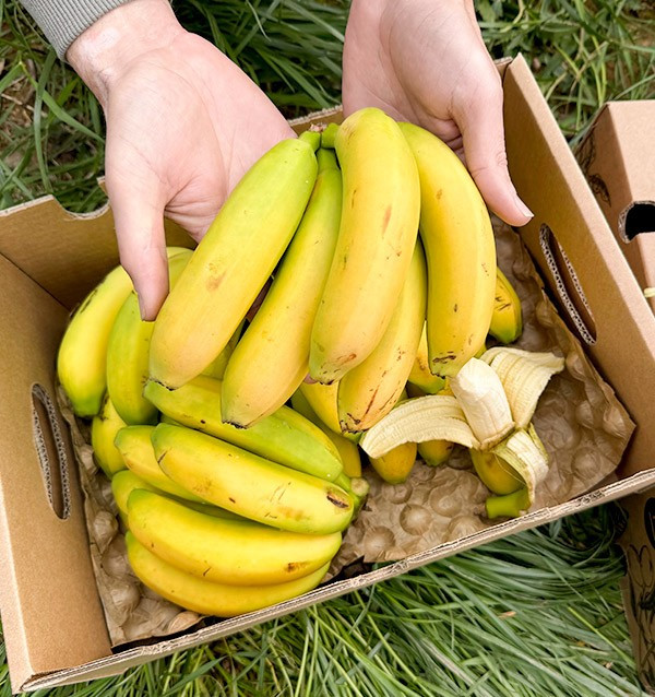Acheter des Bananes des Canaries en ligne sur Tropitop