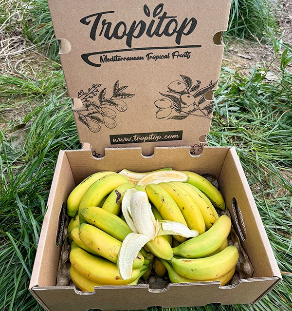 Acheter des Bananes des Canaries en ligne sur Tropitop