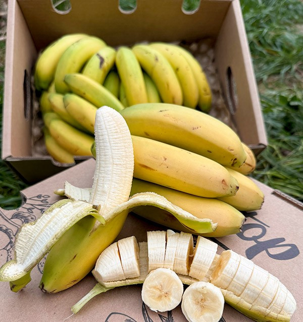 Acheter des Bananes des Canaries en ligne sur Tropitop
