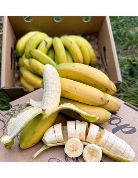 Acheter des Bananes des Canaries en ligne sur Tropitop