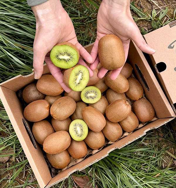 Acheter Kiwi Vert en ligne chez Tropitop