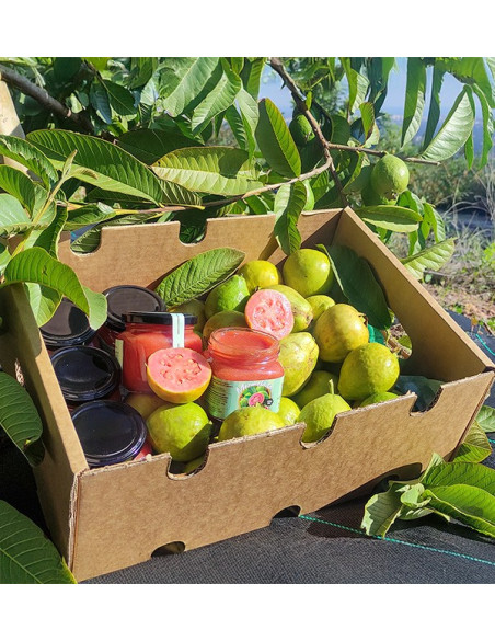 Compra Marmellata di Guava Naturale | Artigianale e Biologica | Tropitop