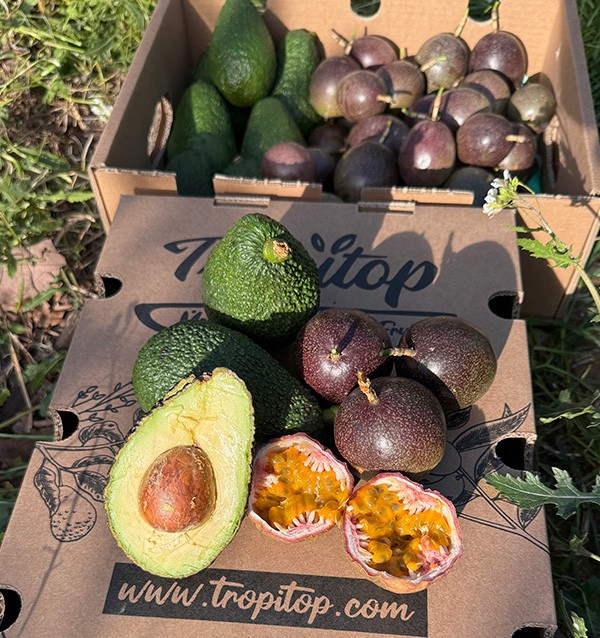 Acquista Frutto della Passione e Avocado Hass | Freschezza e Gusto Esotico su Tropitop