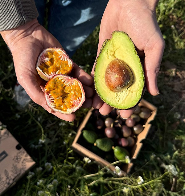 Buy Passion Fruit & Hass Avocados | Freshness & Exotic Flavour at Tropitop