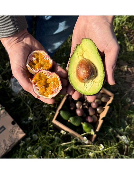 Compre Maracujá e Abacates Hass | Frescor e Sabor Exótico na Tropitop