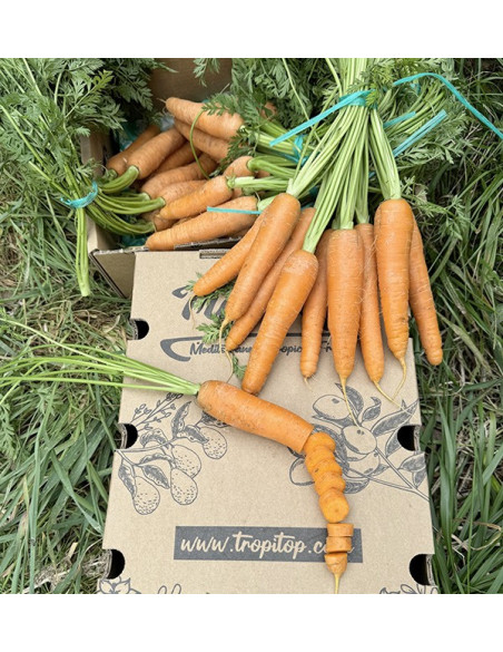 Buy Carrots Online at Tropitop
