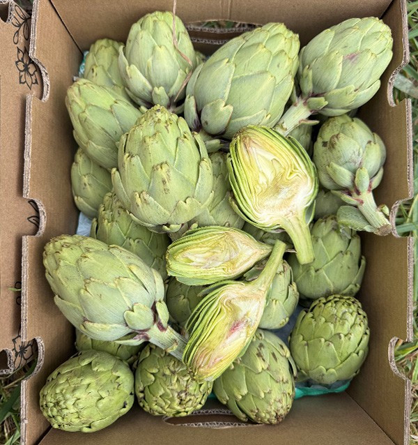 Comprare Carciofi Valenciani Online su Tropitop