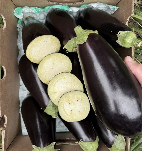 Comprar Berinjela Negra Online na Tropitop