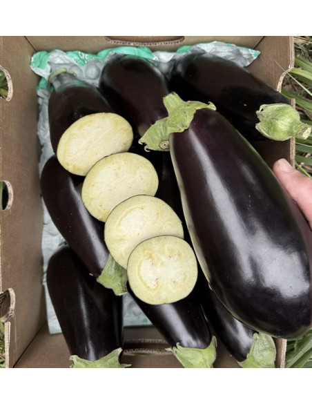 Comprar Berinjela Negra Online na Tropitop