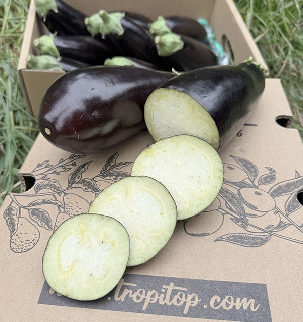 Acheter Aubergine Noire En Ligne chez Tropitop