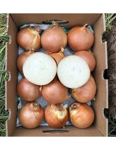 Trockenweiße Zwiebeln online bei Tropitop kaufen