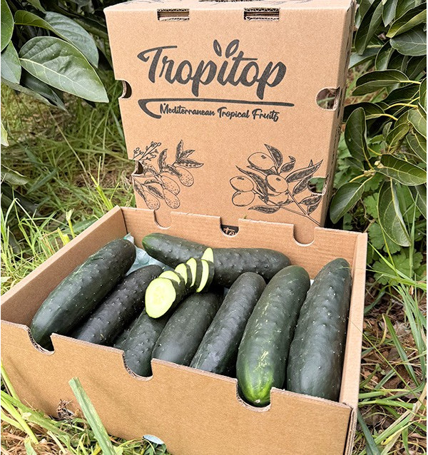 Buy Short Cucumber Online at Tropitop