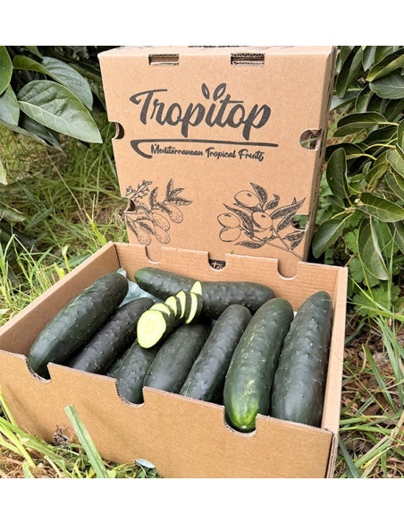 Acheter Concombre Court En Ligne chez Tropitop