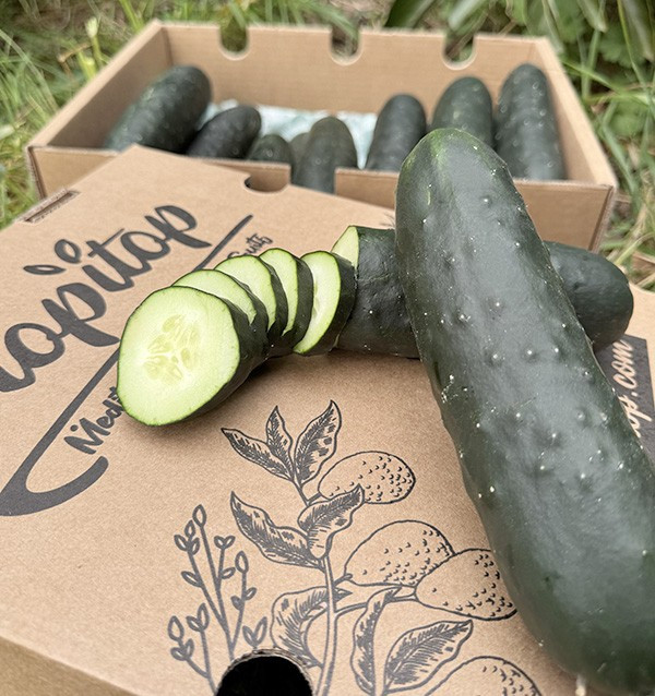 Comprar Pepino Curto Online na Tropitop