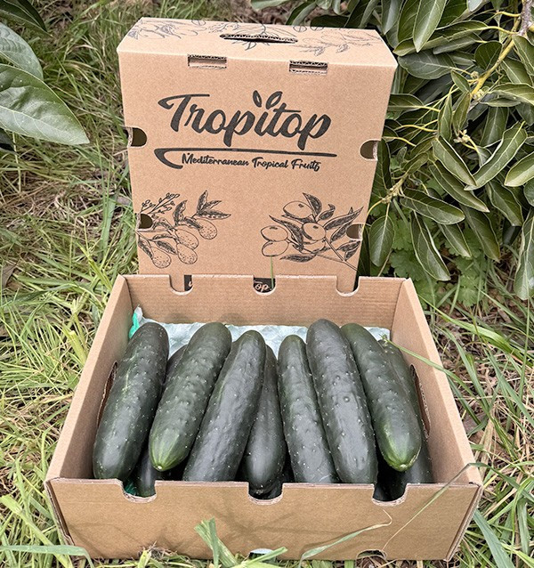 Acheter Concombre Court En Ligne chez Tropitop
