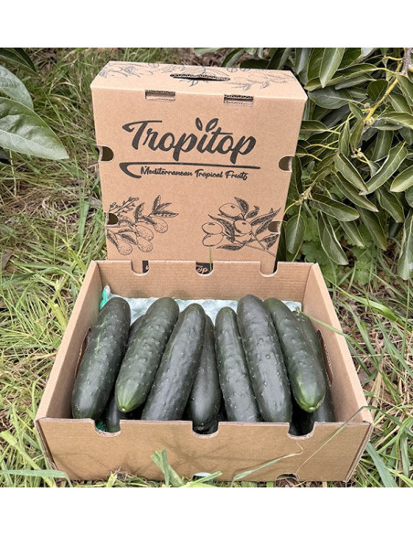Acheter Concombre Court En Ligne chez Tropitop