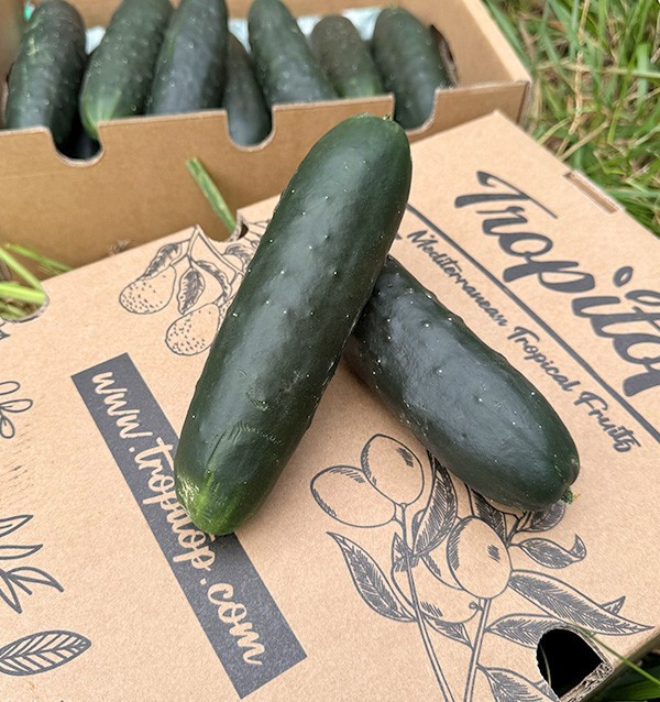 Comprar Pepino Curto Online na Tropitop