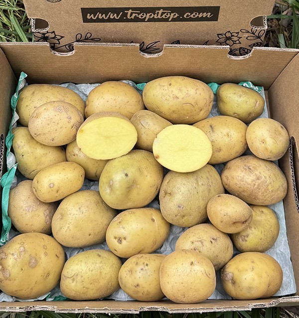 Comprar Batata Branca Nova Online em Tropitop