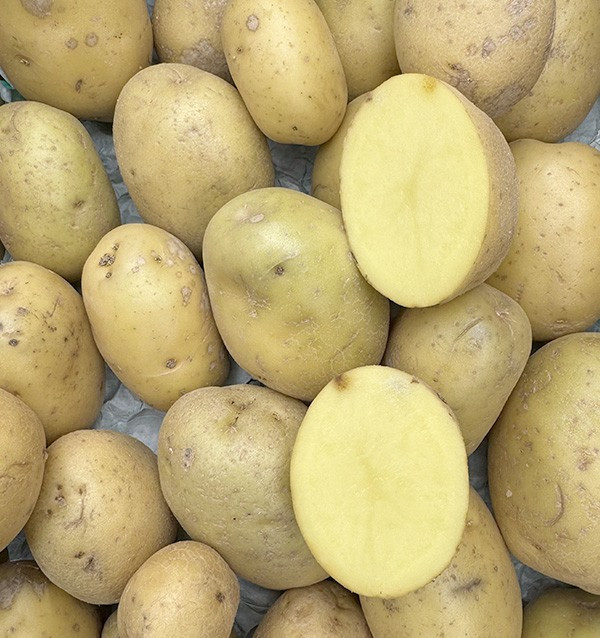 Comprar Batata Branca Nova Online em Tropitop