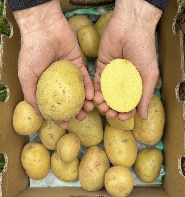 Acheter des Pommes de Terre Blanches Nouvelles en Ligne sur Tropitop