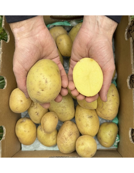 Acheter des Pommes de Terre Blanches Nouvelles en Ligne sur Tropitop