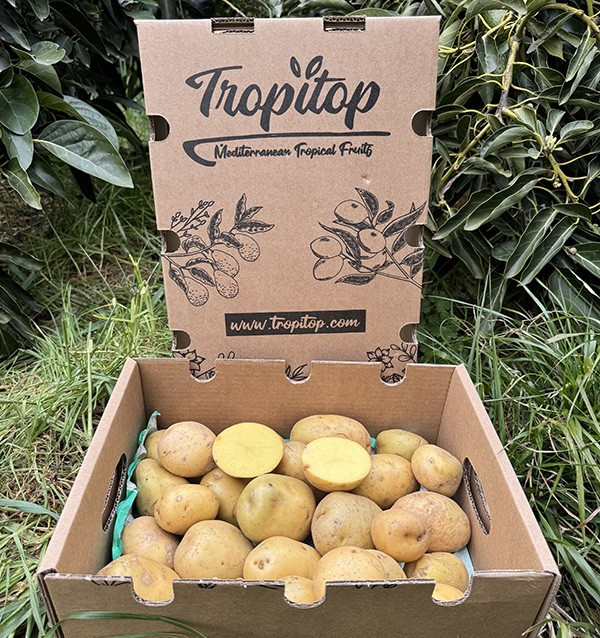 Comprar Batata Branca Nova Online em Tropitop