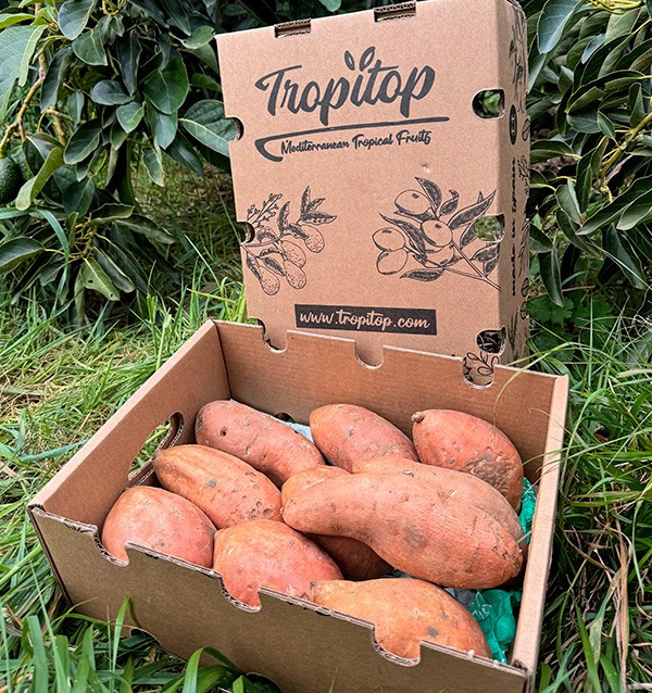 Acheter des Patates Douces en ligne sur Tropitop