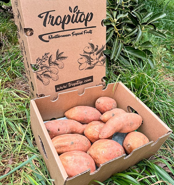Acquista Patata dolce Online su Tropitop