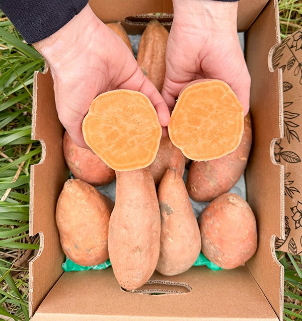 Acheter des Patates Douces en ligne sur Tropitop