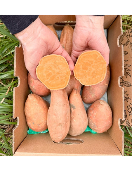 Comprar Batata Online en Tropitop