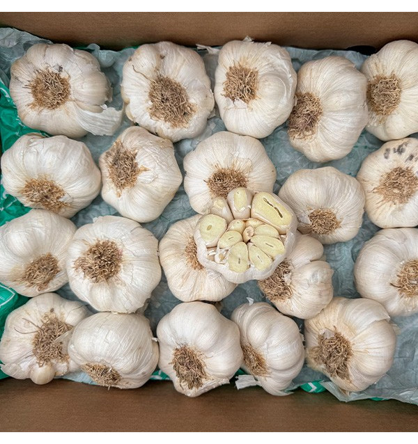 Kaufen Sie weißen Knoblauch online bei Tropitop