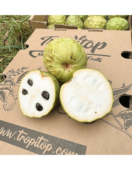 Acquista Chirimoya Online su Tropitop
