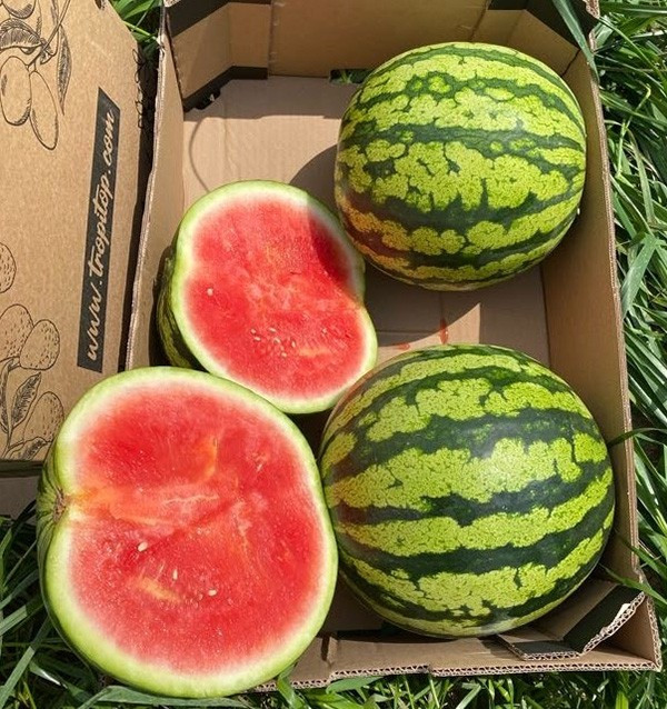 Buy Striped Watermelon Online at Tropitop