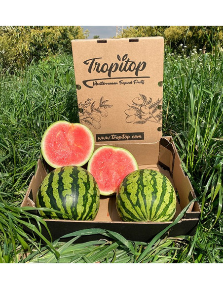 Gestreifte Wassermelone online kaufen bei Tropitop