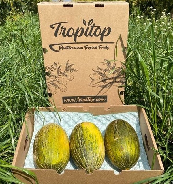 Acheter Melon vert d’Espagne en ligne sur Tropitop