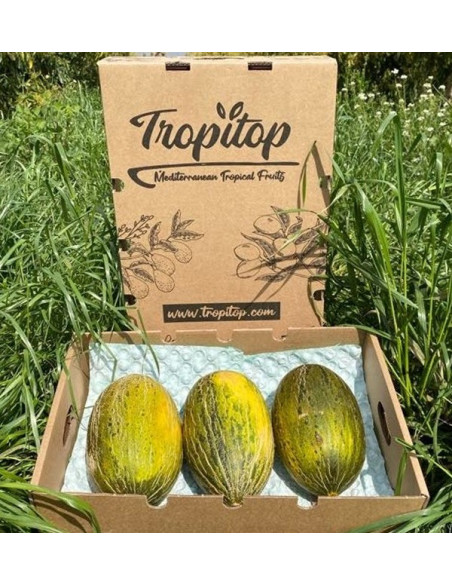 Acheter Melon vert d’Espagne en ligne sur Tropitop