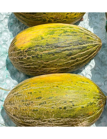 Compra online Melone verde spagnolo su Tropitop