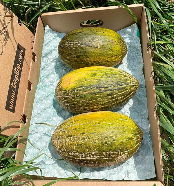 Acheter Melon vert d’Espagne en ligne sur Tropitop