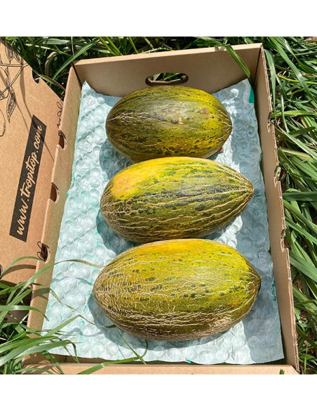 Acheter Melon vert d’Espagne en ligne sur Tropitop