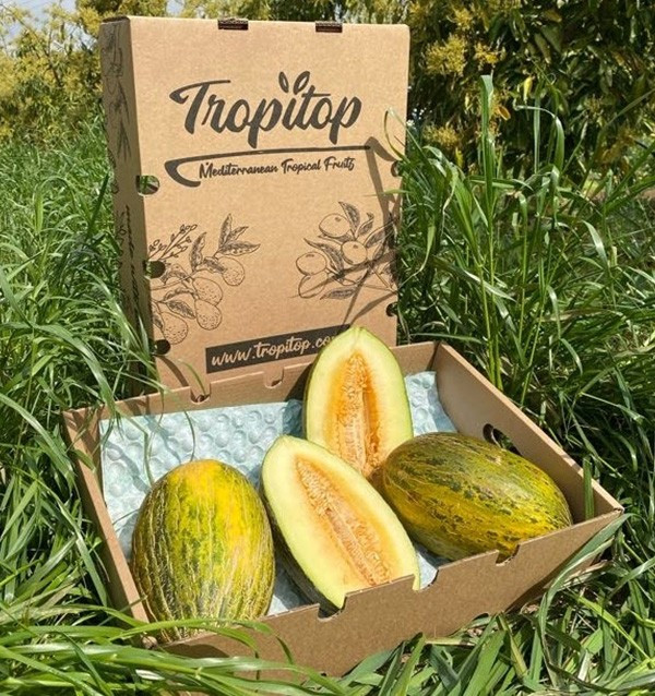 Acheter Melon vert d’Espagne en ligne sur Tropitop