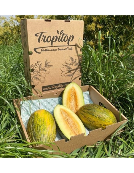 Acheter Melon vert d’Espagne en ligne sur Tropitop