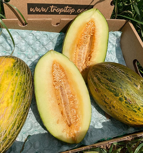 Compra online Melone verde spagnolo su Tropitop